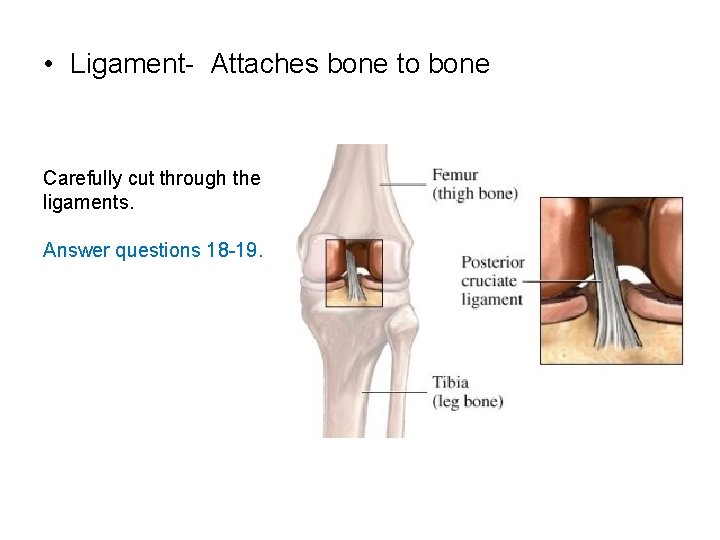  • Ligament- Attaches bone to bone Carefully cut through the ligaments. Answer questions