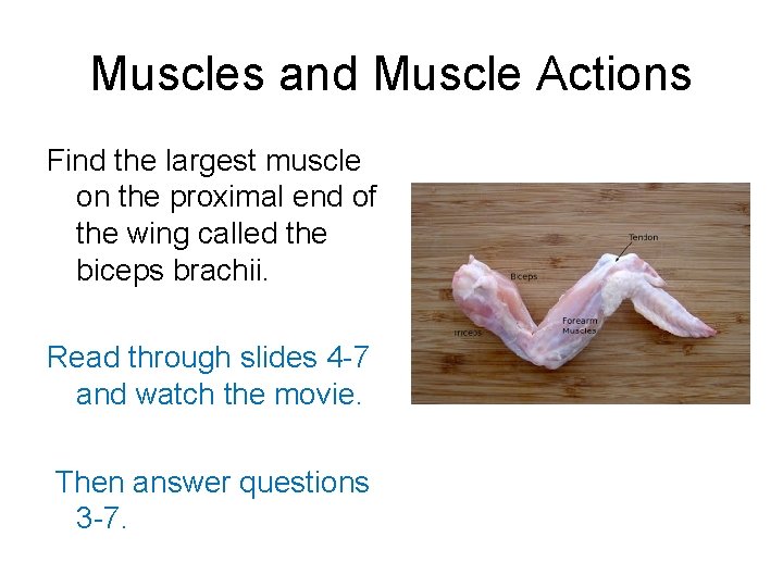 Muscles and Muscle Actions Find the largest muscle on the proximal end of the