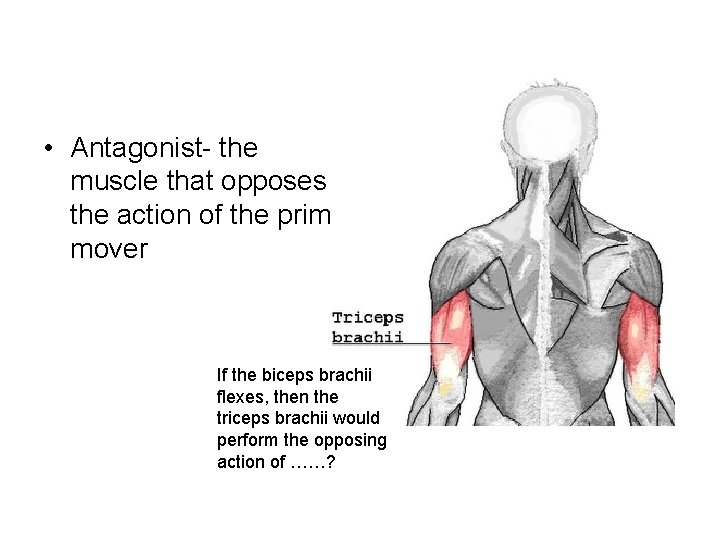  • Antagonist- the muscle that opposes the action of the prime mover If