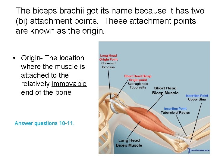 The biceps brachii got its name because it has two (bi) attachment points. These