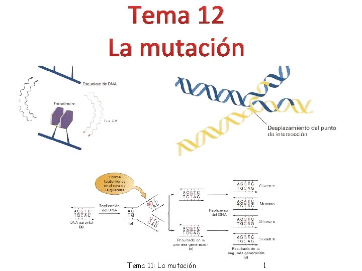 Tema 12 La mutación Tema 11: La mutación 1 