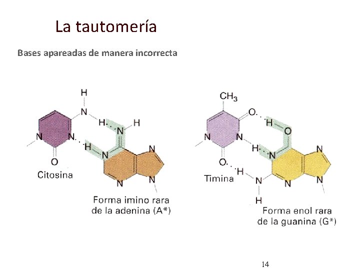 La tautomería Bases apareadas de manera incorrecta 14 