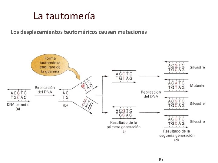 La tautomería Los desplazamientos tautoméricos causan mutaciones 15 