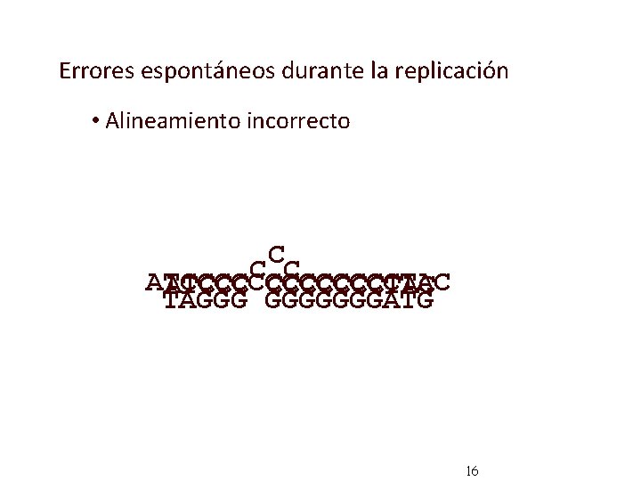 Errores espontáneos durante la replicación • Alineamiento incorrecto C C C ATCCCCCCCTAC ATCCC CCCCCCCTAC
