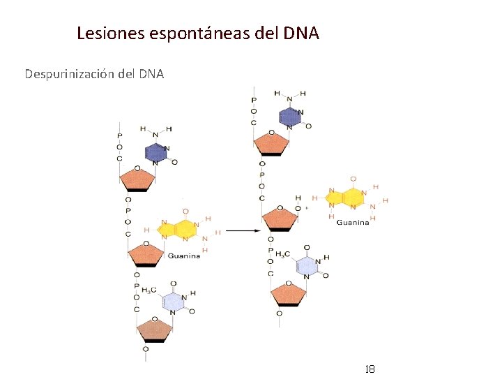 Lesiones espontáneas del DNA Despurinización del DNA 18 