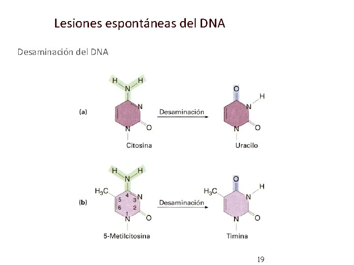 Lesiones espontáneas del DNA Desaminación del DNA 19 