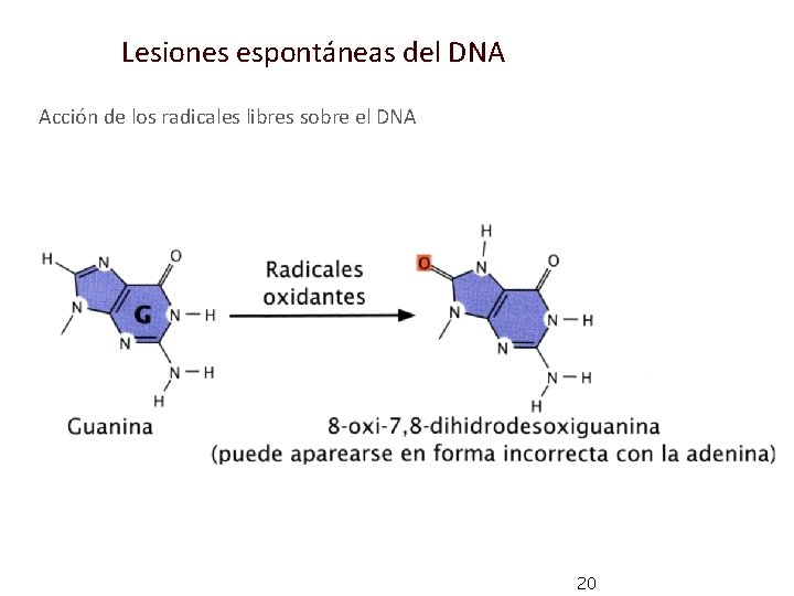 Lesiones espontáneas del DNA Acción de los radicales libres sobre el DNA 20 