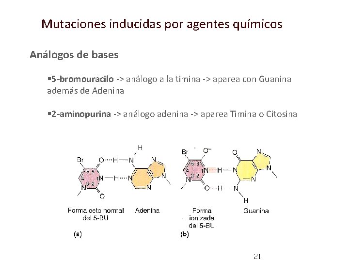 Mutaciones inducidas por agentes químicos Análogos de bases § 5 -bromouracilo -> análogo a