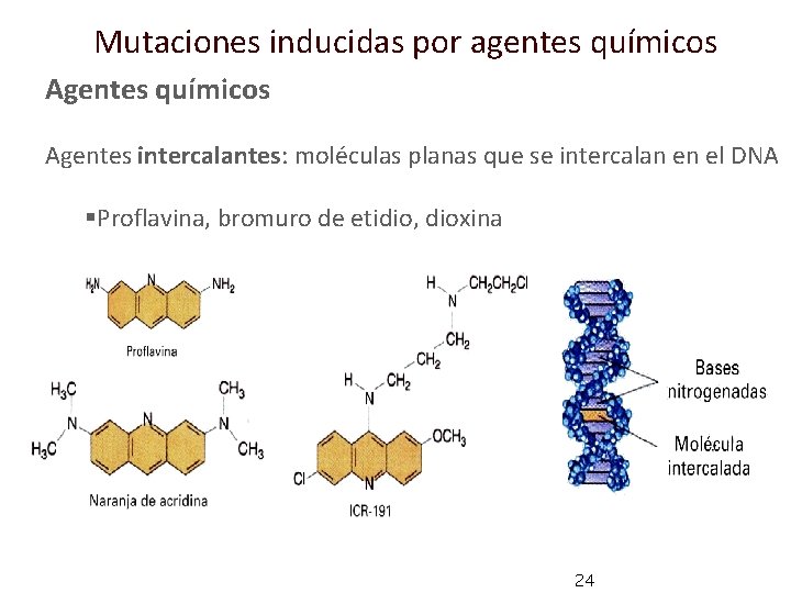 Mutaciones inducidas por agentes químicos Agentes intercalantes: moléculas planas que se intercalan en el