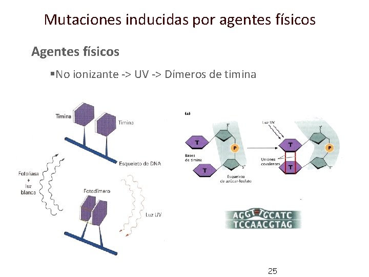 Mutaciones inducidas por agentes físicos Agentes físicos §No ionizante -> UV -> Dímeros de