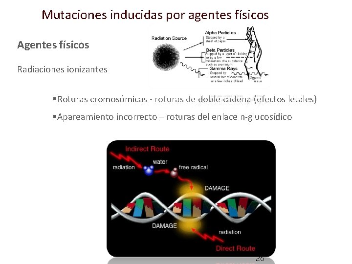 Mutaciones inducidas por agentes físicos Agentes físicos Radiaciones ionizantes §Roturas cromosómicas - roturas de
