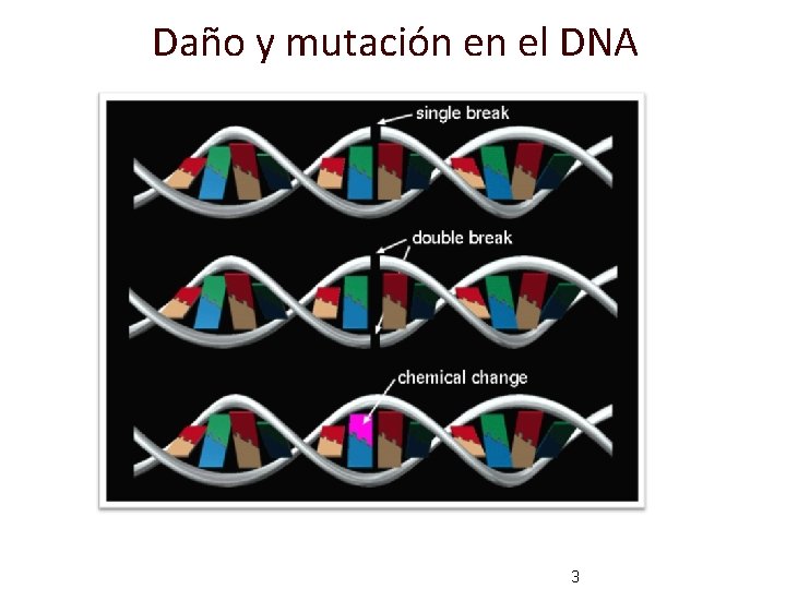 Daño y mutación en el DNA 3 