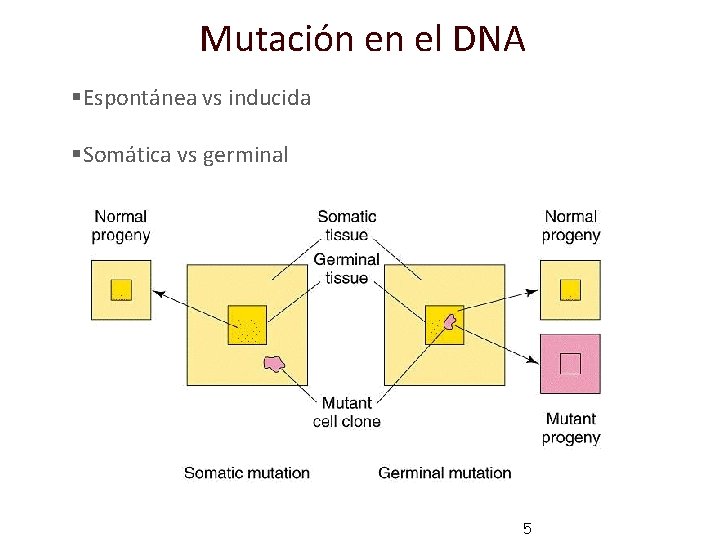 Mutación en el DNA §Espontánea vs inducida §Somática vs germinal 5 