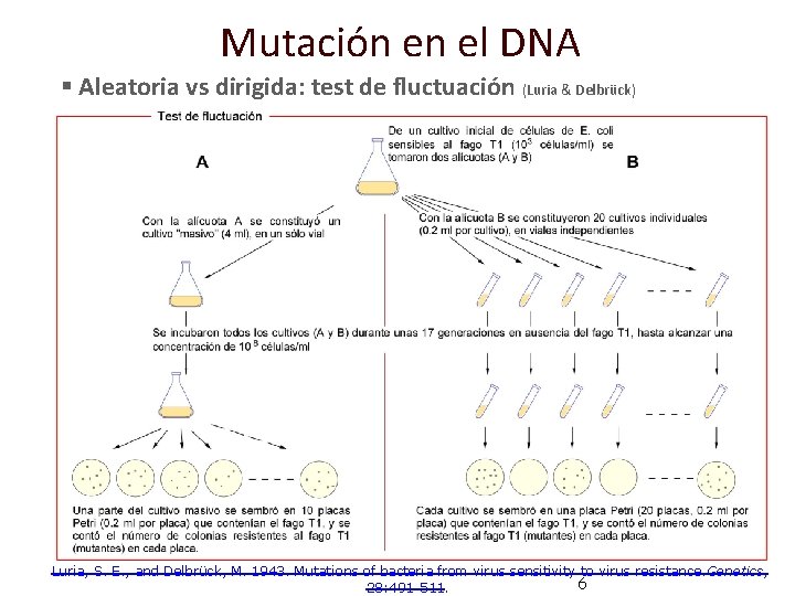 Mutación en el DNA § Aleatoria vs dirigida: test de fluctuación (Luria & Delbrück)