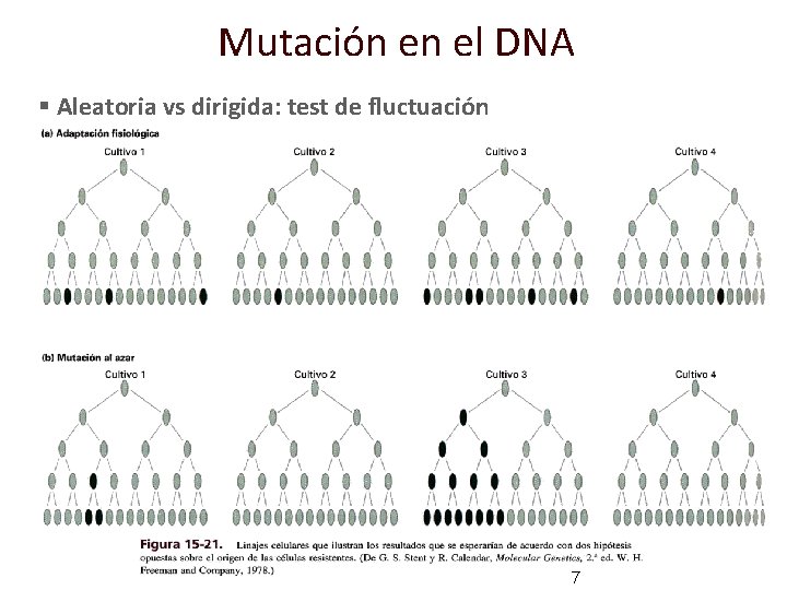 Mutación en el DNA § Aleatoria vs dirigida: test de fluctuación 7 