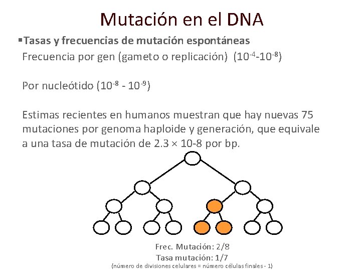 Mutación en el DNA §Tasas y frecuencias de mutación espontáneas Frecuencia por gen (gameto