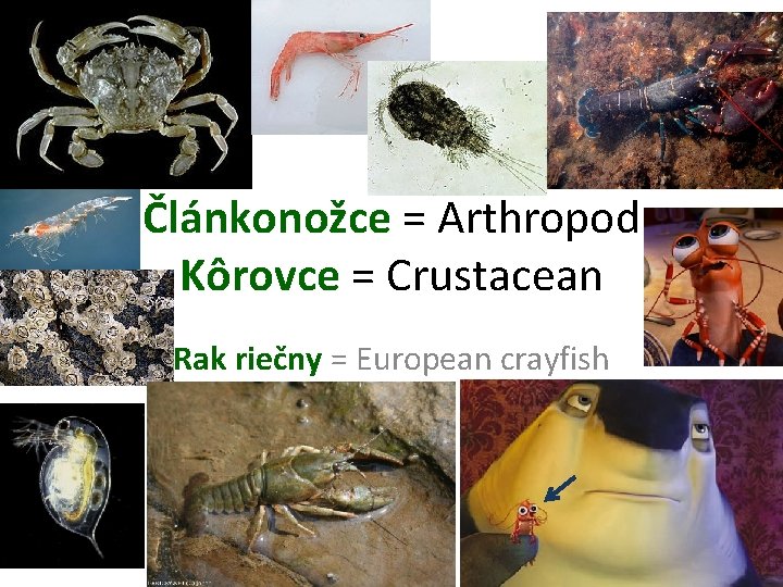 Článkonožce = Arthropod Kôrovce = Crustacean Rak riečny = European crayfish 