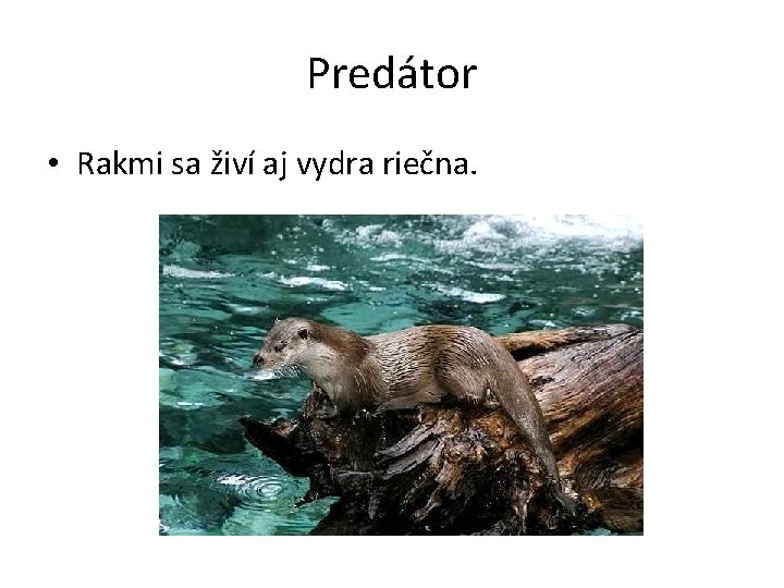 Predátor • Rakmi sa živí aj vydra riečna. 