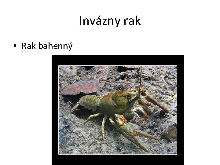 Invázny rak • Rak bahenný 