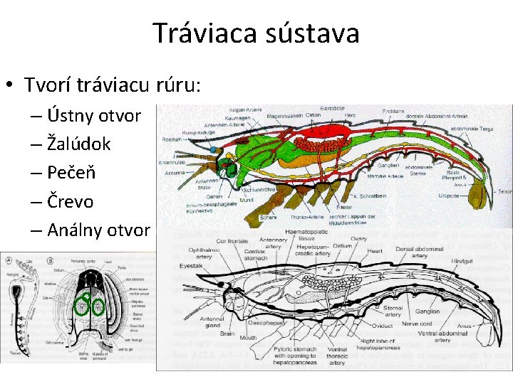 Tráviaca sústava • Tvorí tráviacu rúru: – Ústny otvor – Žalúdok – Pečeň –