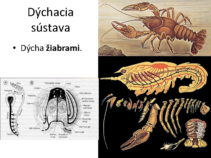 Dýchacia sústava • Dýcha žiabrami. 