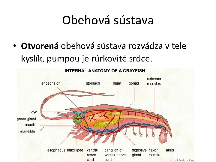 Obehová sústava • Otvorená obehová sústava rozvádza v tele kyslík, pumpou je rúrkovité srdce.