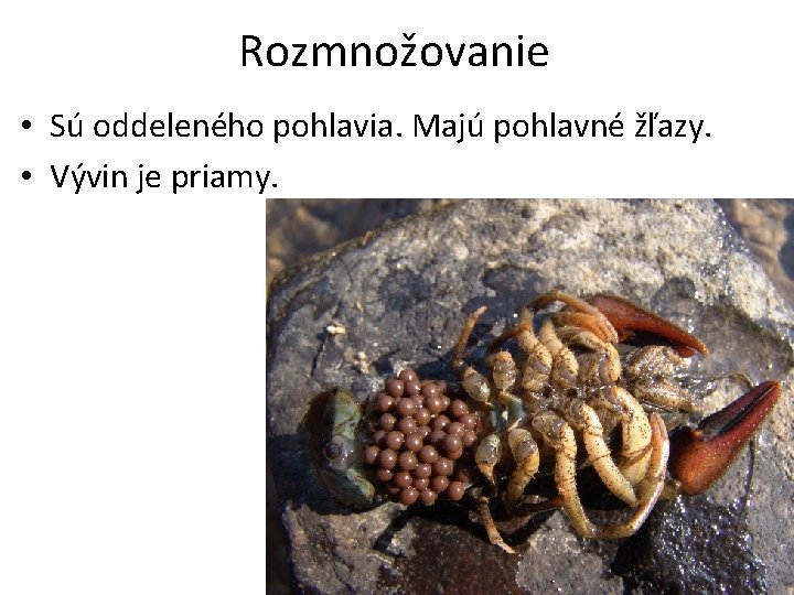 Rozmnožovanie • Sú oddeleného pohlavia. Majú pohlavné žľazy. • Vývin je priamy. 