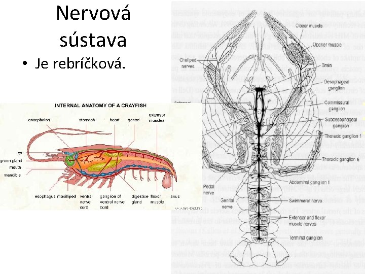 Nervová sústava • Je rebríčková. 