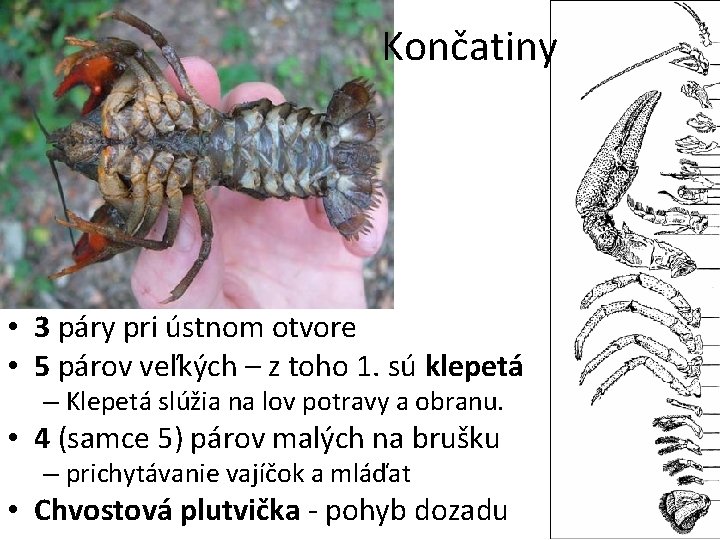 Končatiny • 3 páry pri ústnom otvore • 5 párov veľkých – z toho