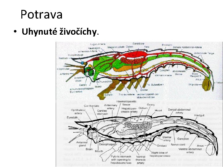 Potrava • Uhynuté živočíchy. 