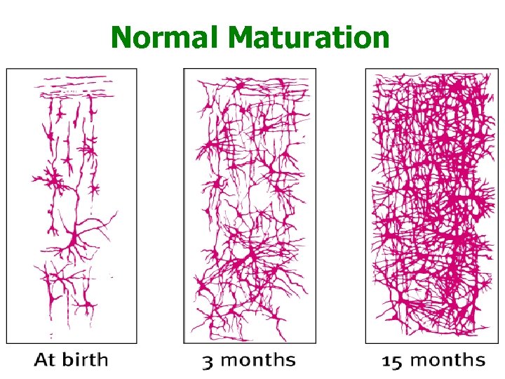 Normal Maturation 