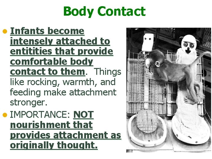 Body Contact l Infants become intensely attached to entitities that provide comfortable body contact