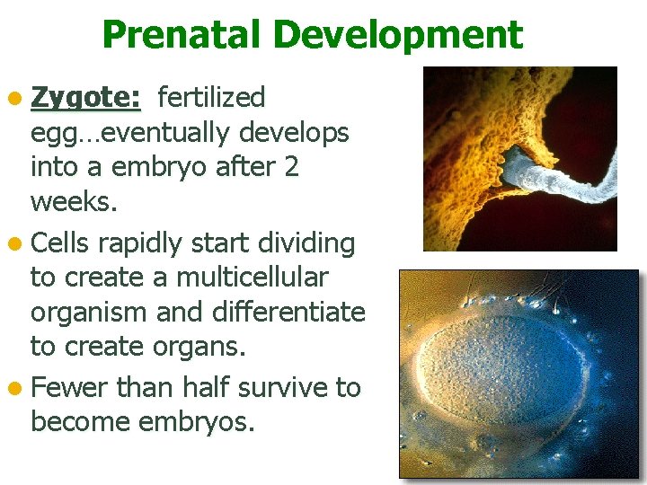 Prenatal Development l Zygote: fertilized egg…eventually develops into a embryo after 2 weeks. l