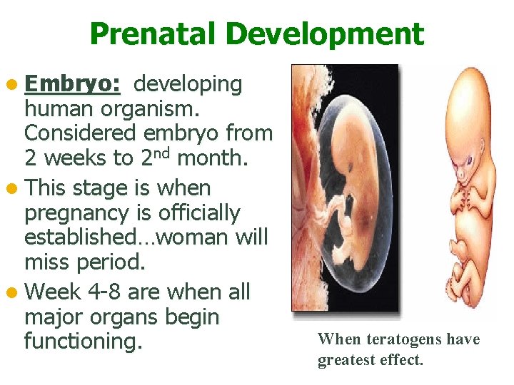 Prenatal Development l Embryo: developing human organism. Considered embryo from 2 weeks to 2