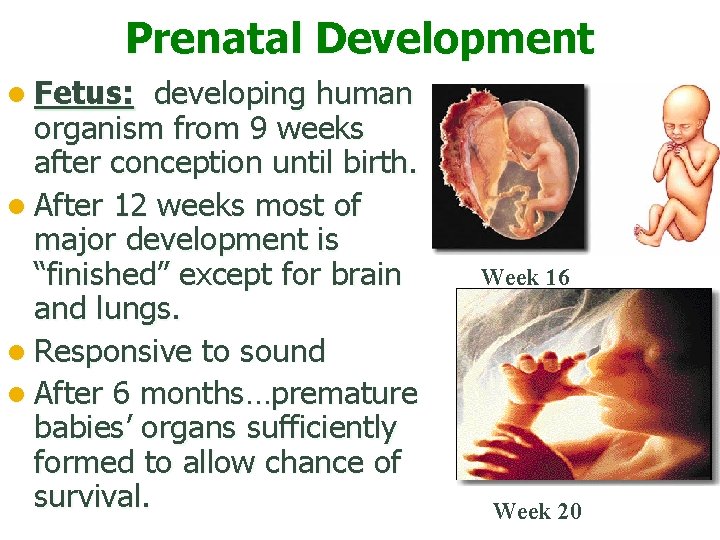 Prenatal Development l Fetus: developing human organism from 9 weeks after conception until birth.