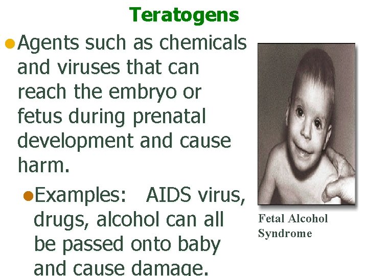 Teratogens l Agents such as chemicals and viruses that can reach the embryo or