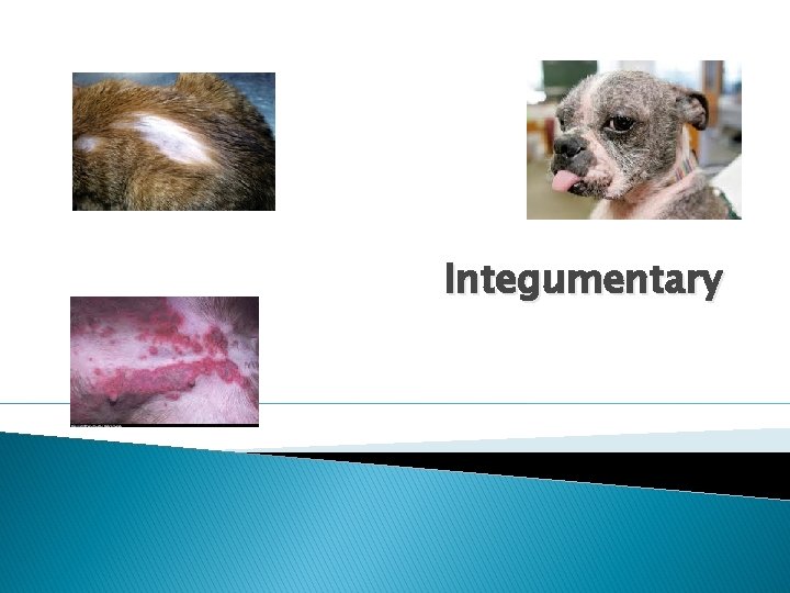 Integumentary 