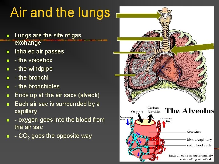 Air and the lungs n n n n n Lungs are the site of