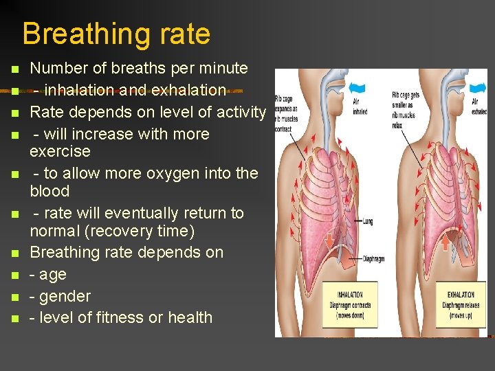 Breathing rate n n n n n Number of breaths per minute - inhalation