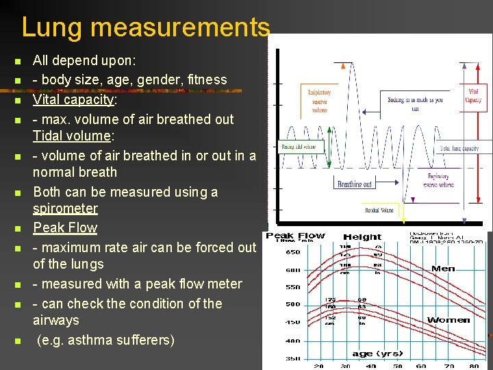 Lung measurements n n n All depend upon: - body size, age, gender, fitness