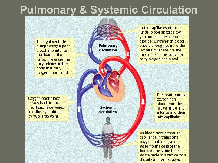 Pulmonary & Systemic Circulation 