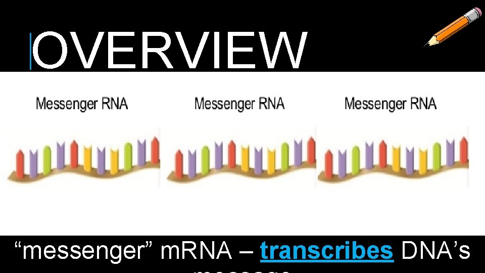 OVERVIEW “messenger” m. RNA – transcribes DNA’s 