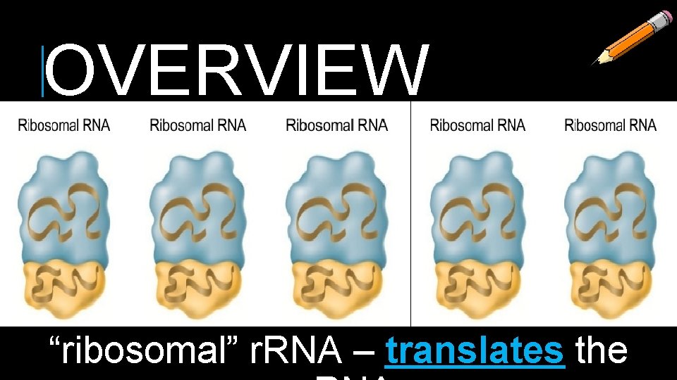 OVERVIEW “ribosomal” r. RNA – translates the 