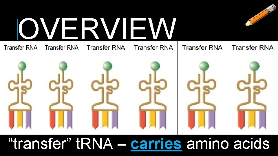 OVERVIEW “transfer” t. RNA – carries amino acids 