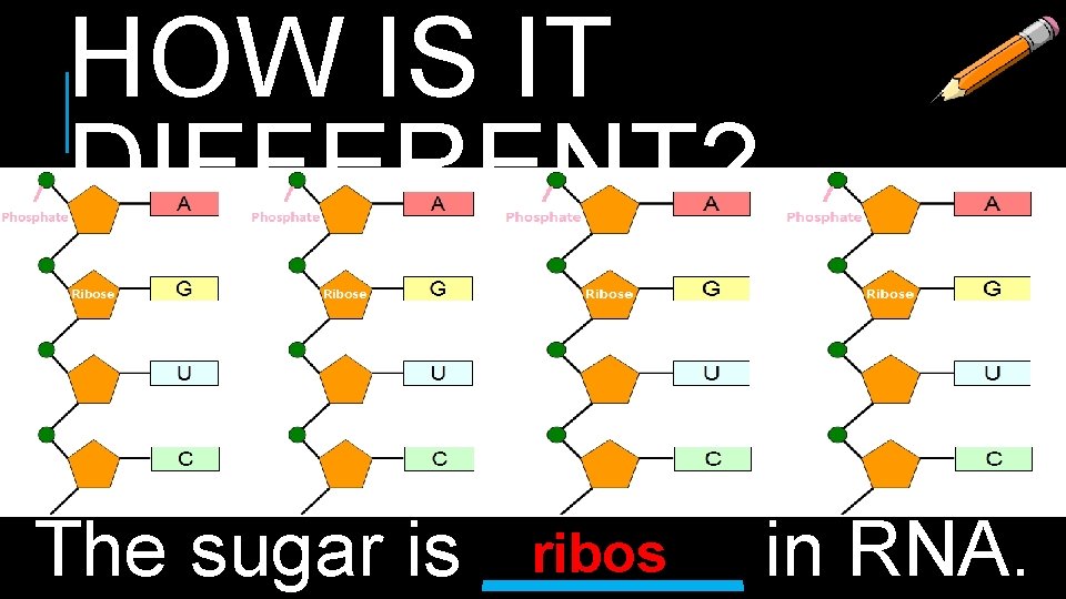 HOW IS IT DIFFERENT? ribos The sugar is ______ in RNA. 