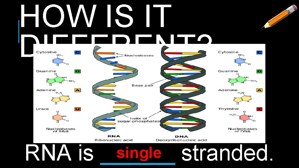 HOW IS IT DIFFERENT? single stranded. RNA is ______ 