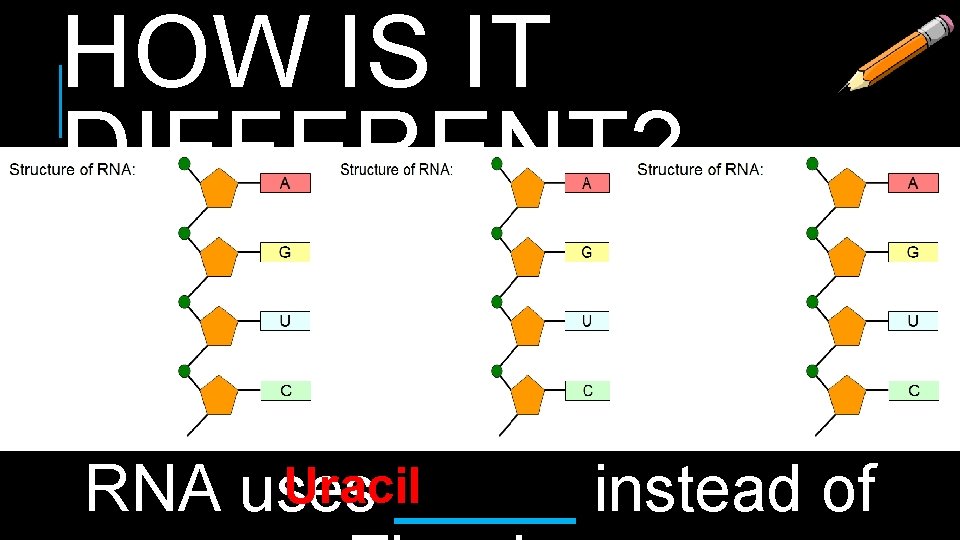 HOW IS IT DIFFERENT? Uracil RNA uses _____ instead of 