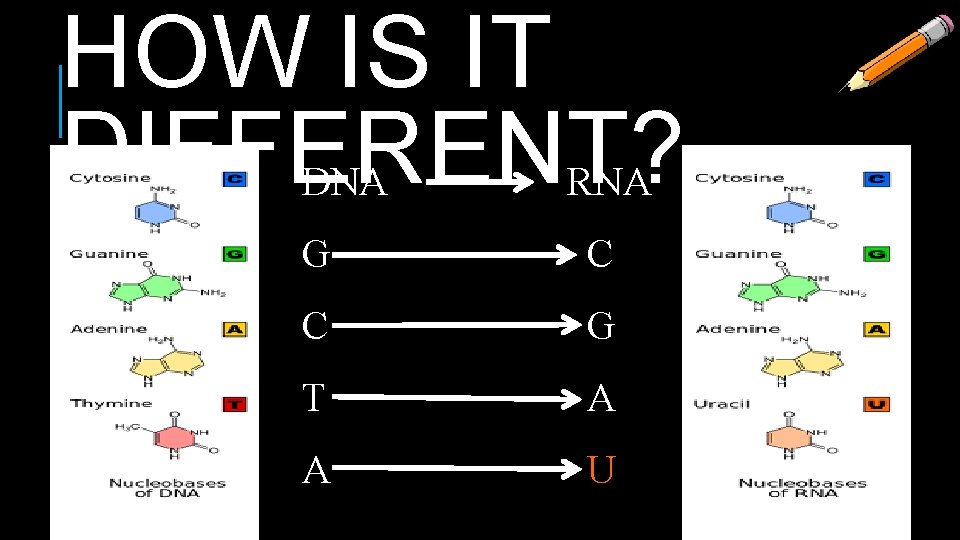 HOW IS IT DIFFERENT? DNA RNA G C C G T A A U