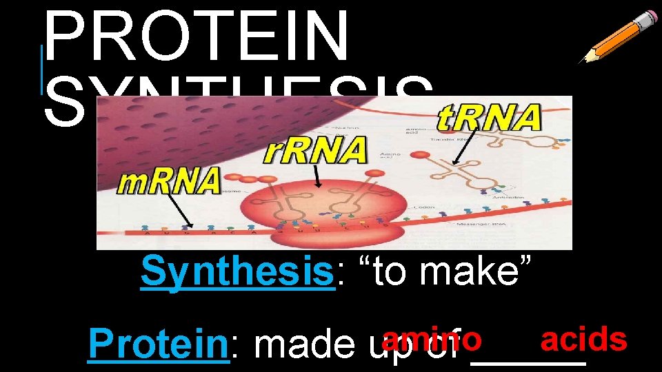 PROTEIN SYNTHESIS Synthesis: “to make” amino acids Protein: made up of _____ 