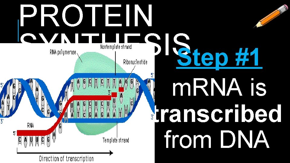 PROTEIN SYNTHESIS Step #1 m. RNA is transcribed from DNA 